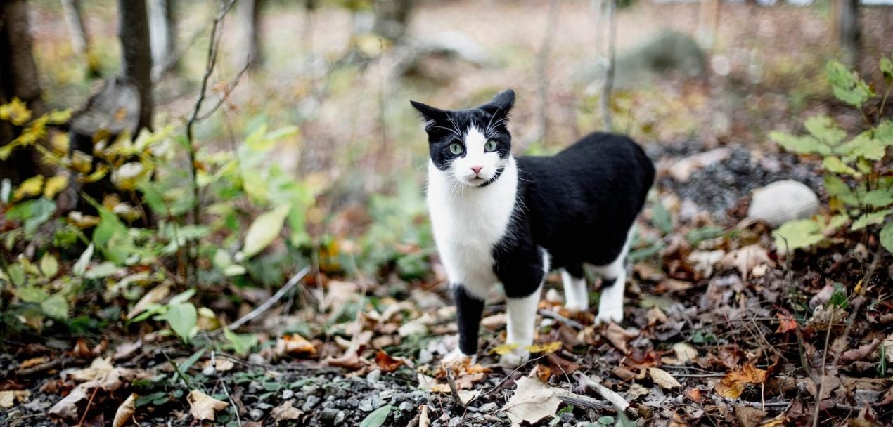 Katze vermisst - So findet ihr eure entlaufene Katze schnell wieder