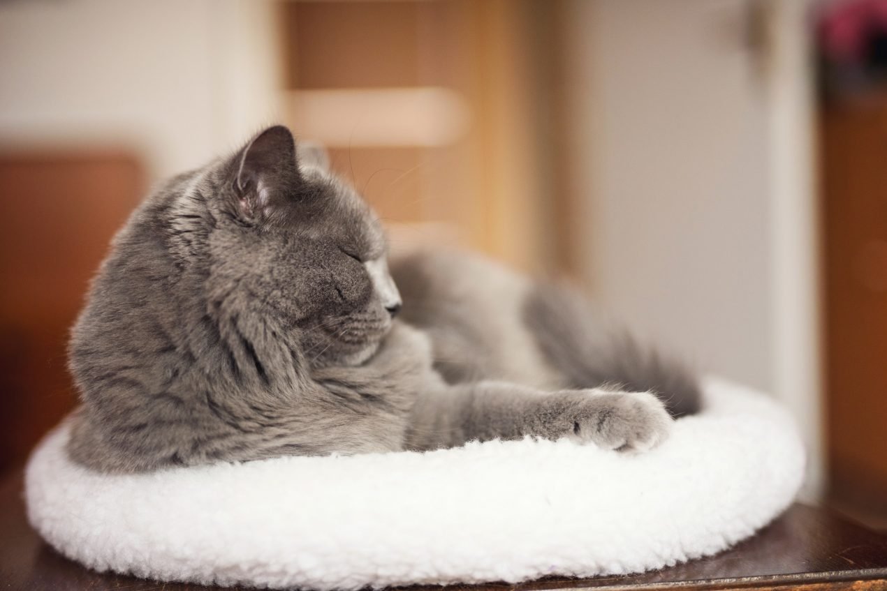 Meine Katze schläft viel Muss ich mir machen?