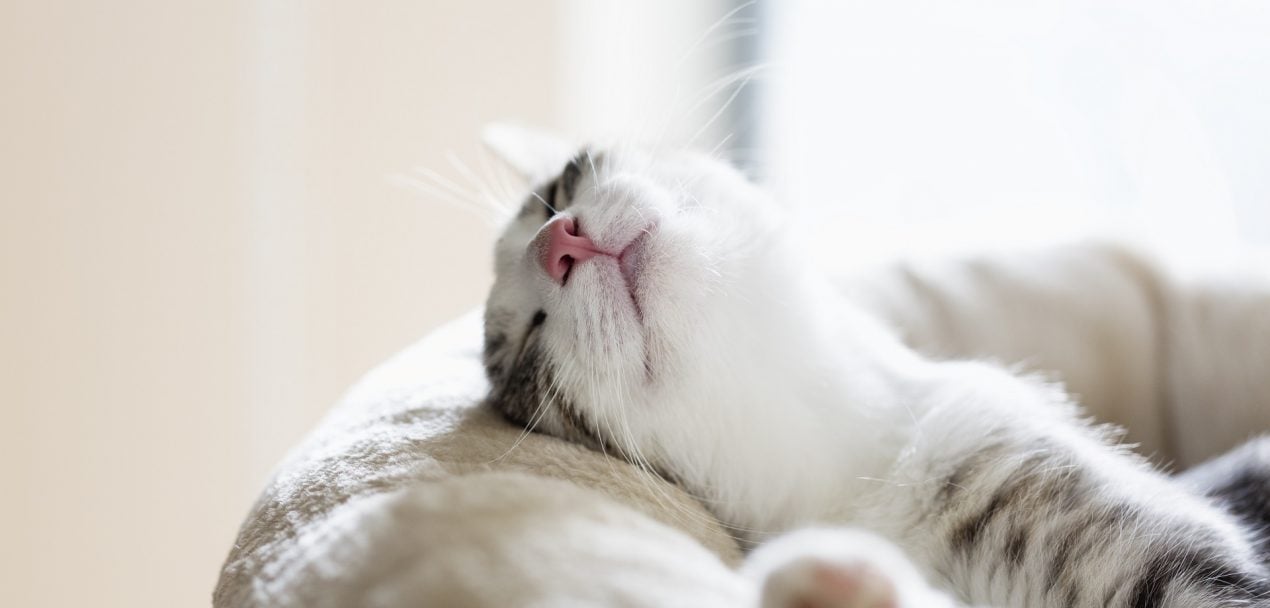 Meine Katze schläft viel Muss ich mir machen?