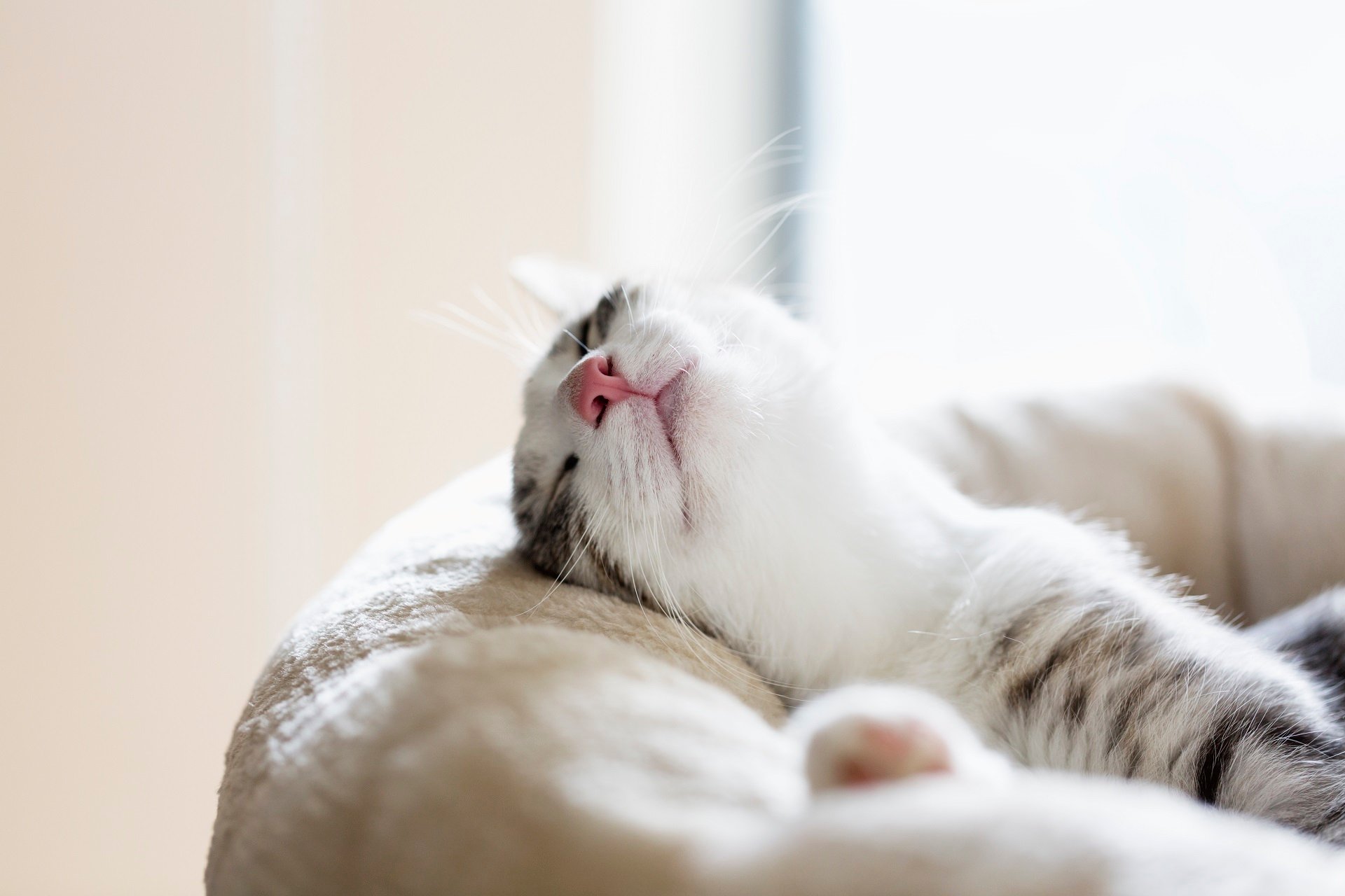Katze Will Nicht Mehr Raus Und Schläft Viel www.mein-haustier.de