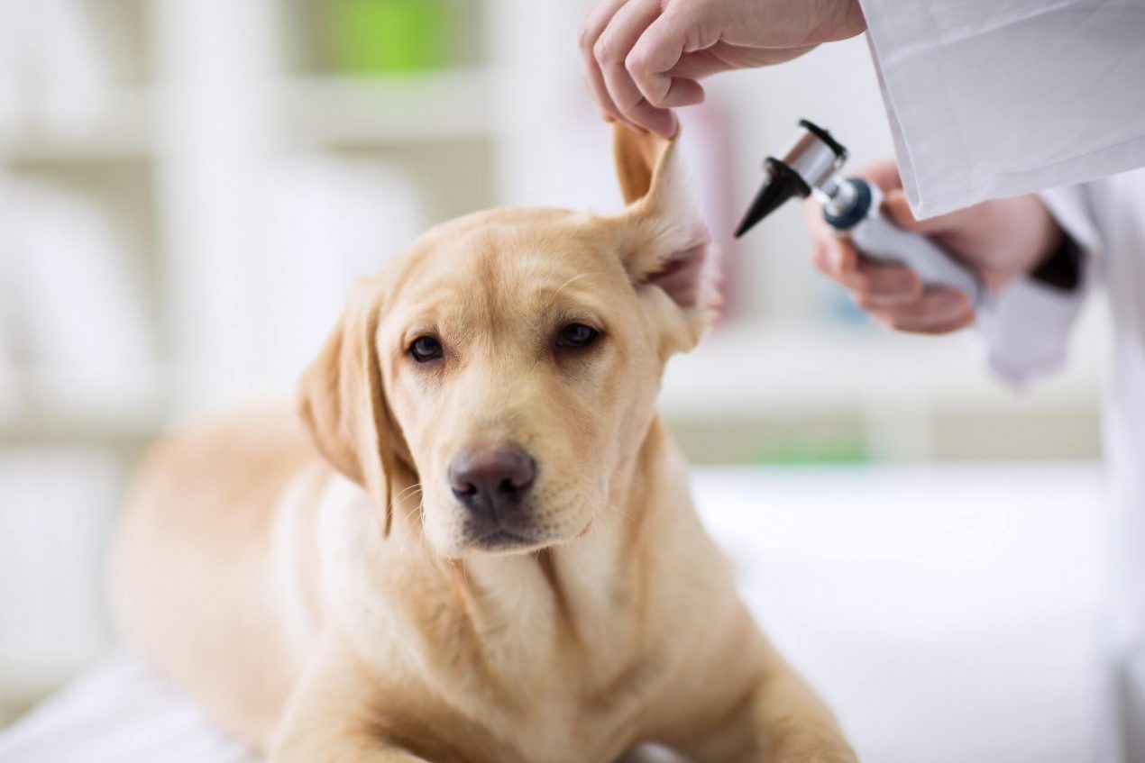Hund Rechtes Ohr Entzündet Leber