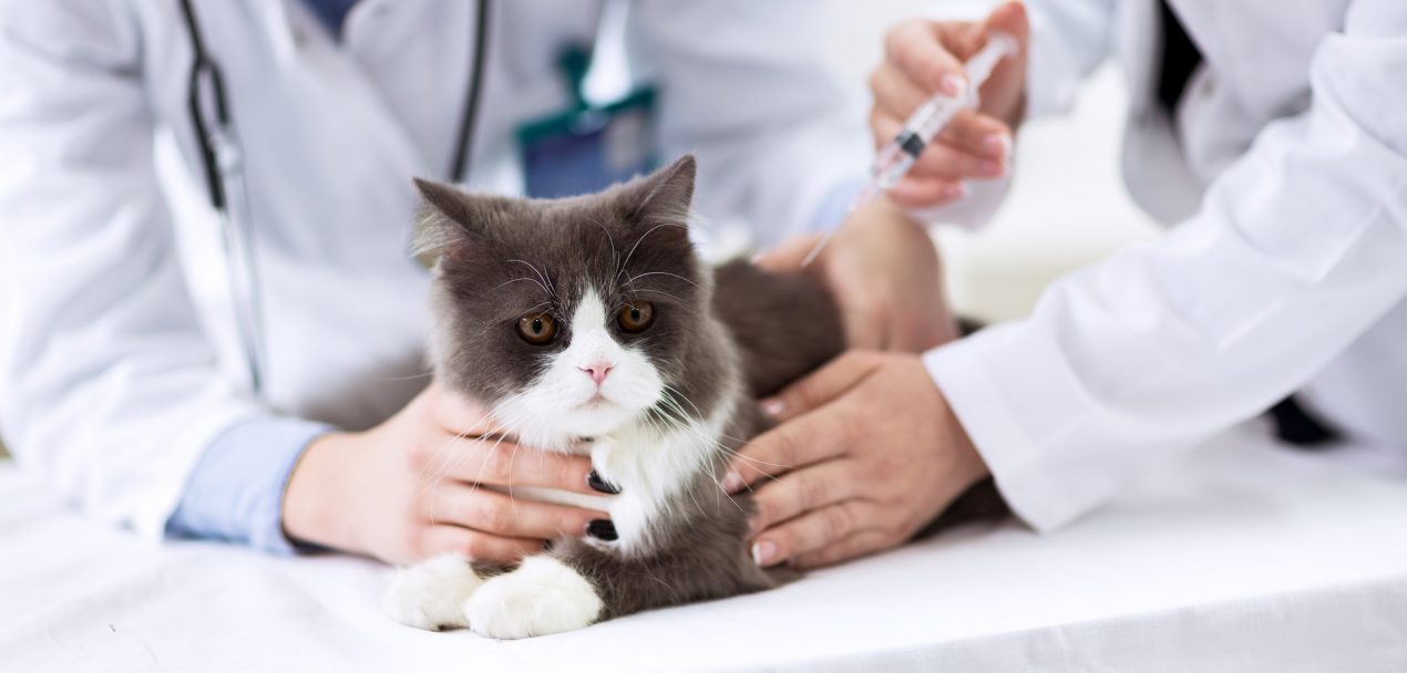Impfungen für die Katze Welche Impfungen sind zu empfehlen?