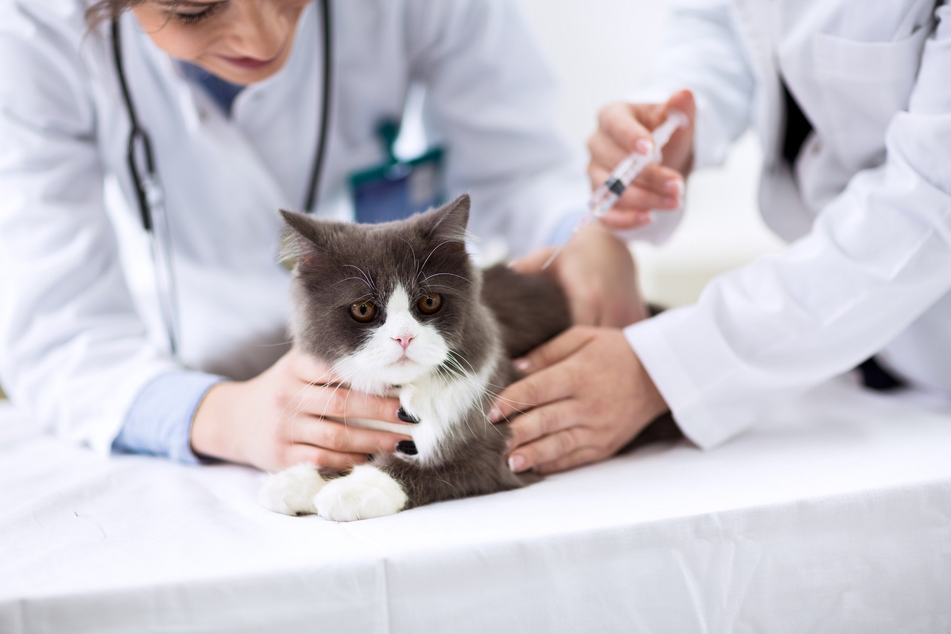 Impfungen für die Katze Welche Impfungen sind zu empfehlen?