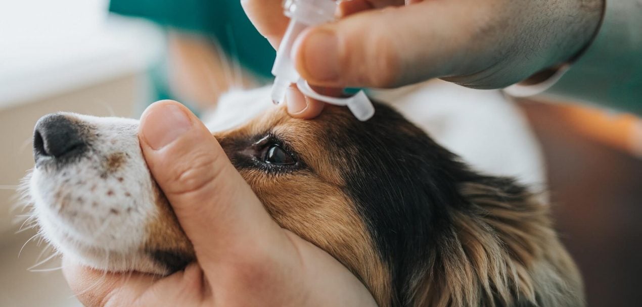 Augenpflege beim Hund Darauf solltet ihr besonders achten