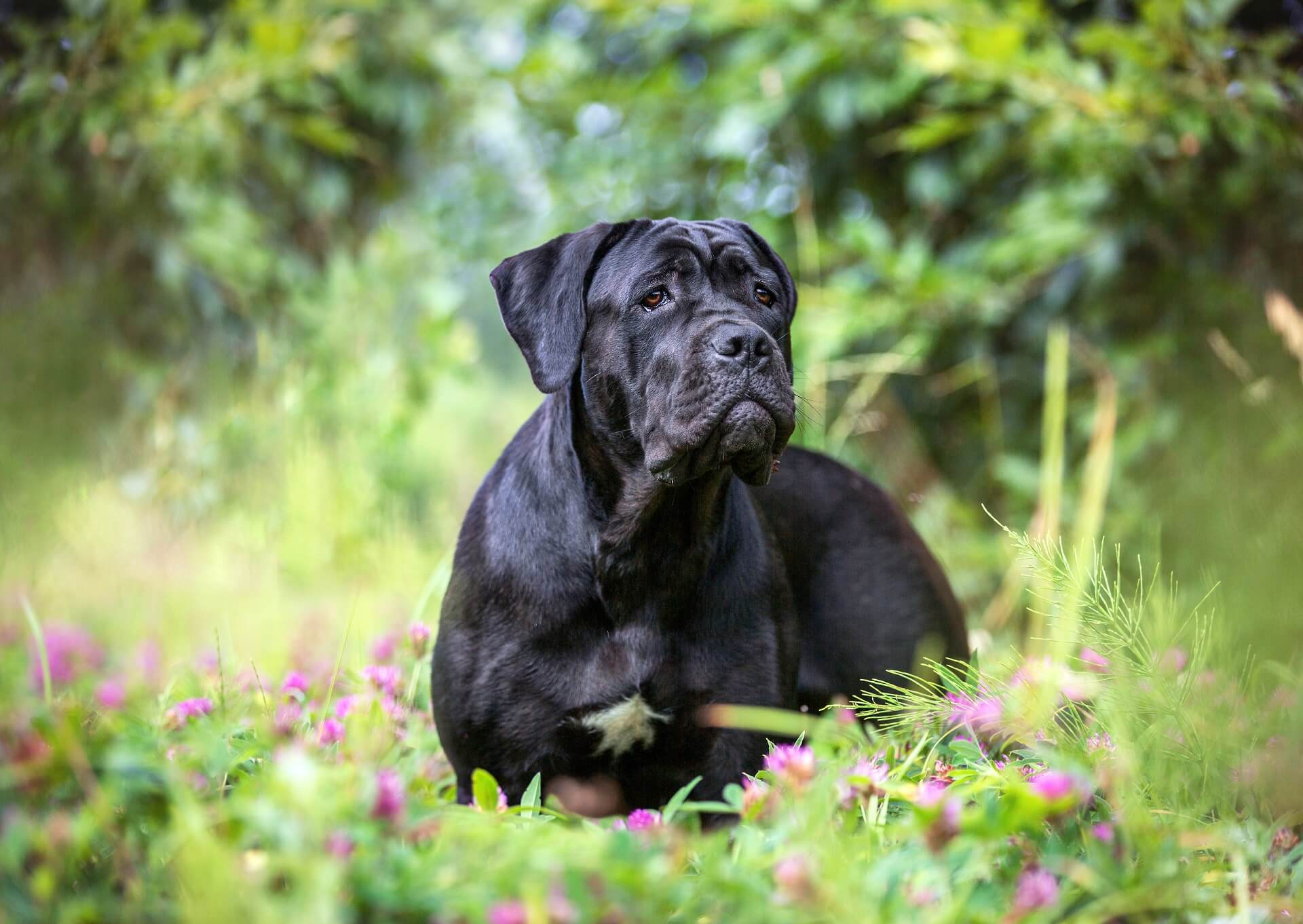 Cane Corso Steckbrief Charakter, Pflege & Haltung