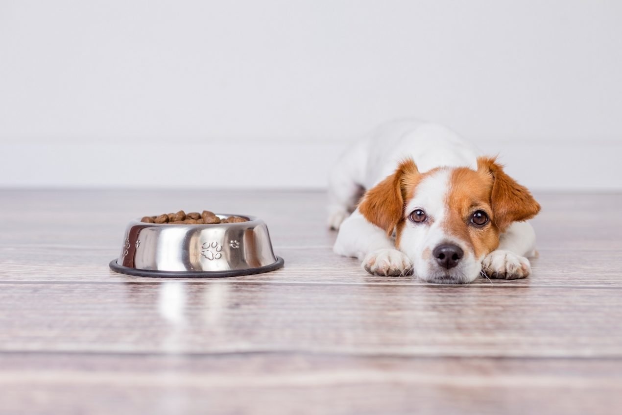 Hund frisst alles vom Boden Tipps & Tricks für die Abgewöhnung