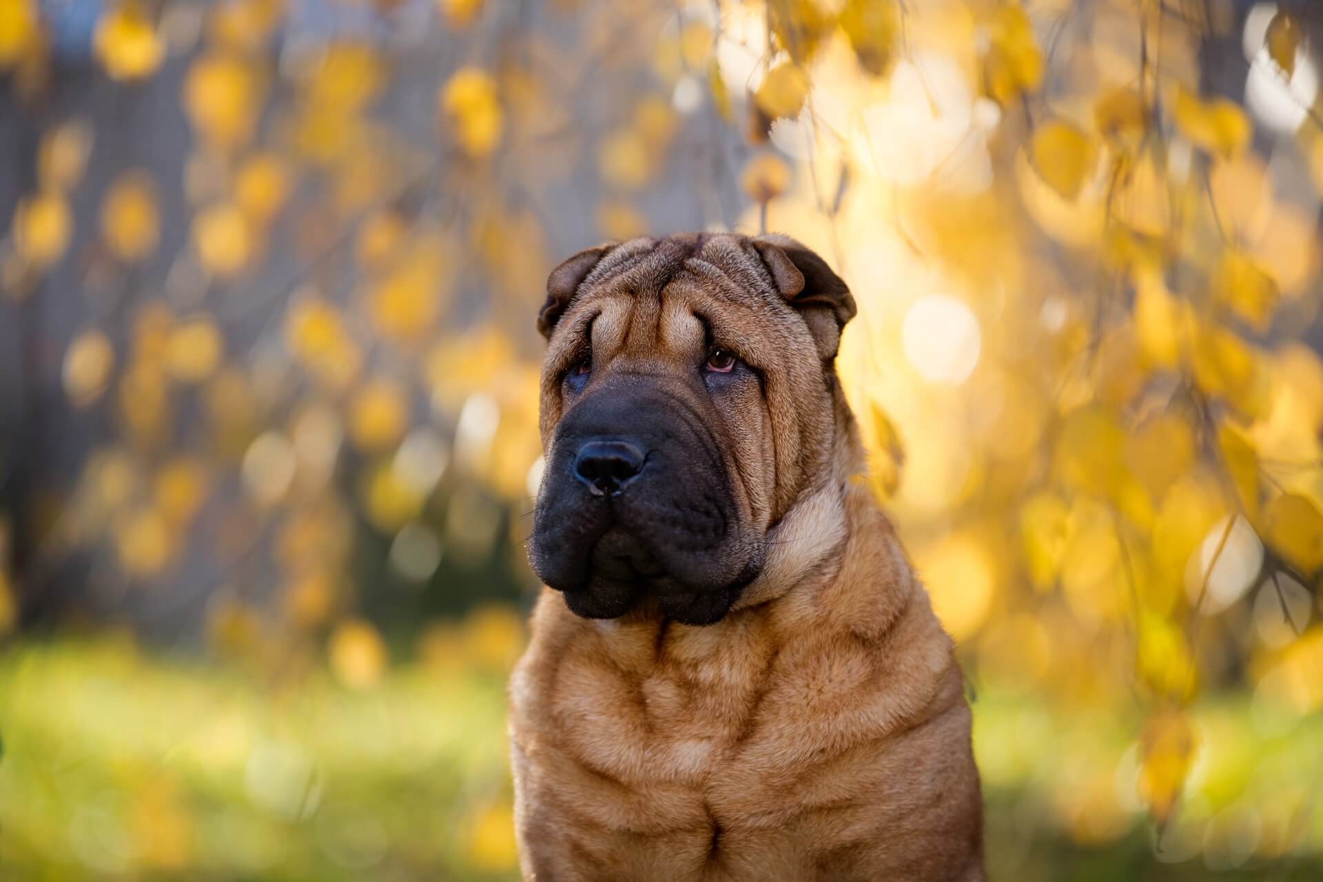 Shar Pei Steckbrief Geschichte, Wesen & Haltung