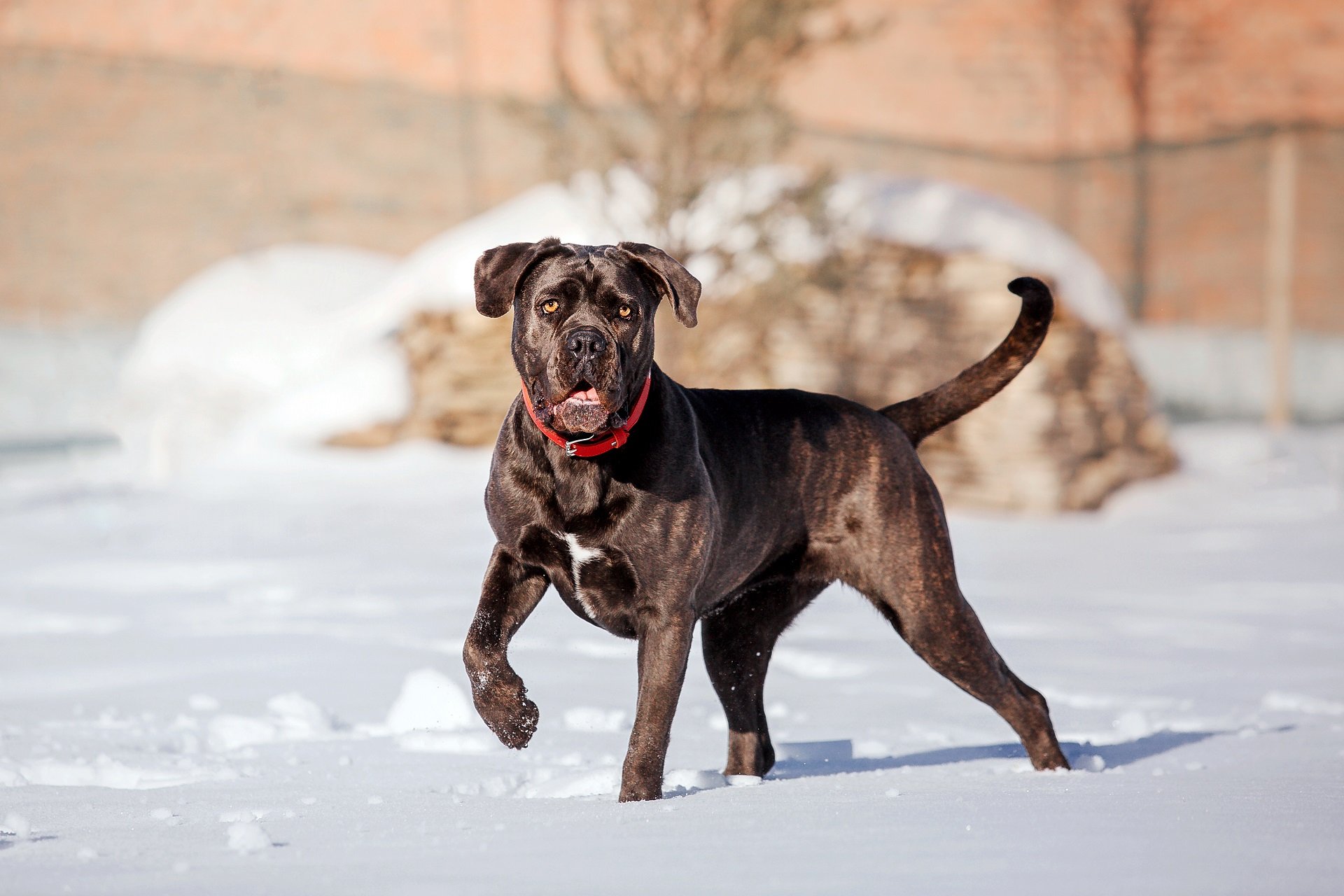 wie gross kann ein cane corso werden