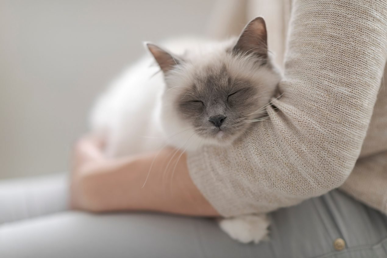 Meine Katze schläft viel Muss ich mir machen?