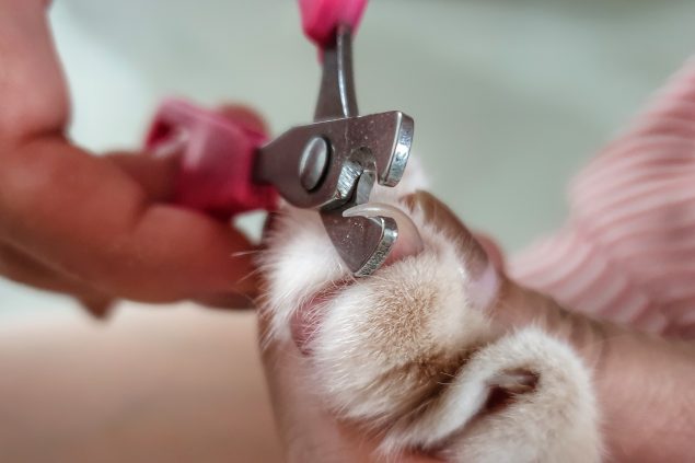 Krallen schneiden bei Katzen