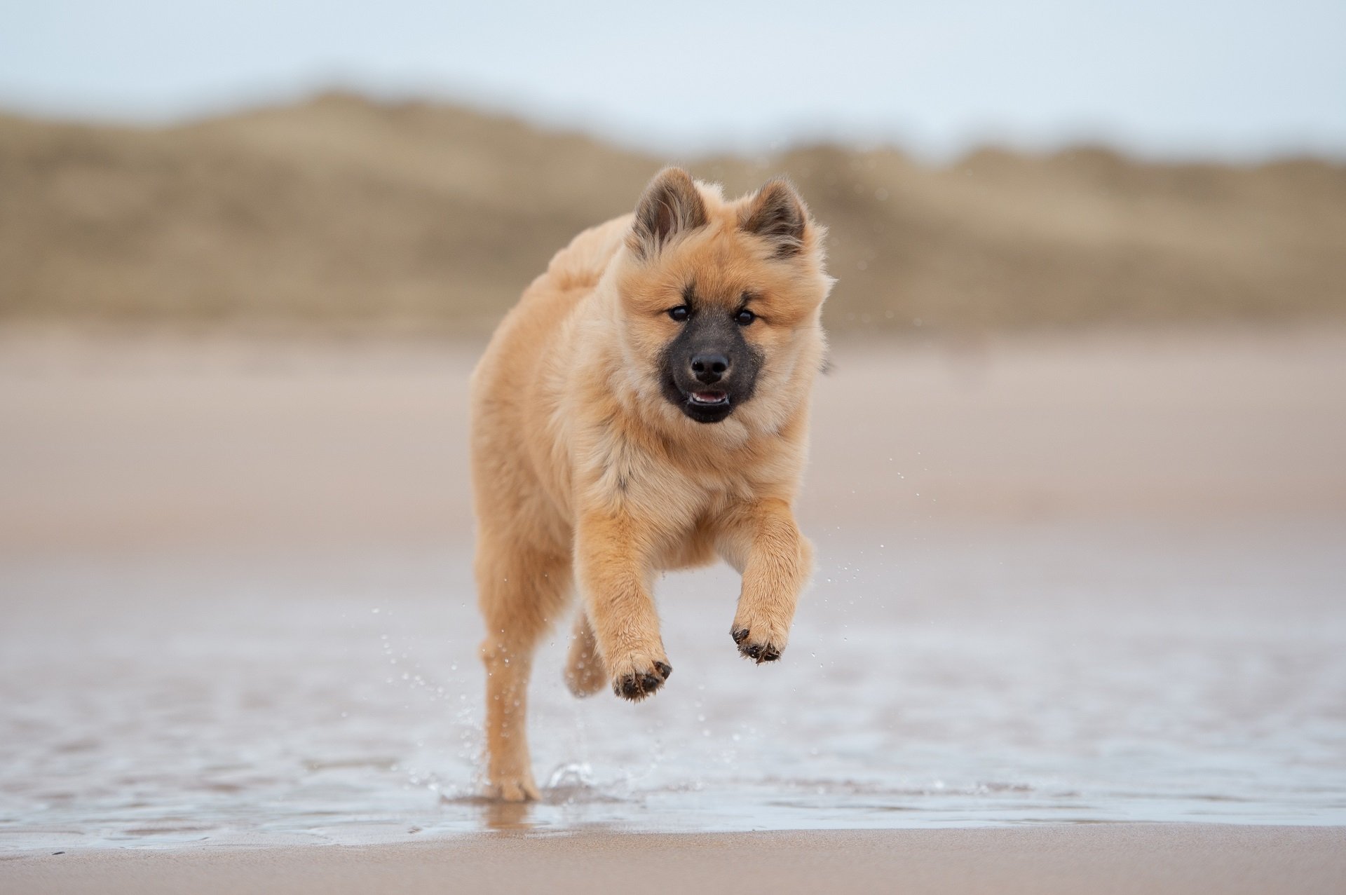 Eurasier | Geschichte, Charakter & Haltung