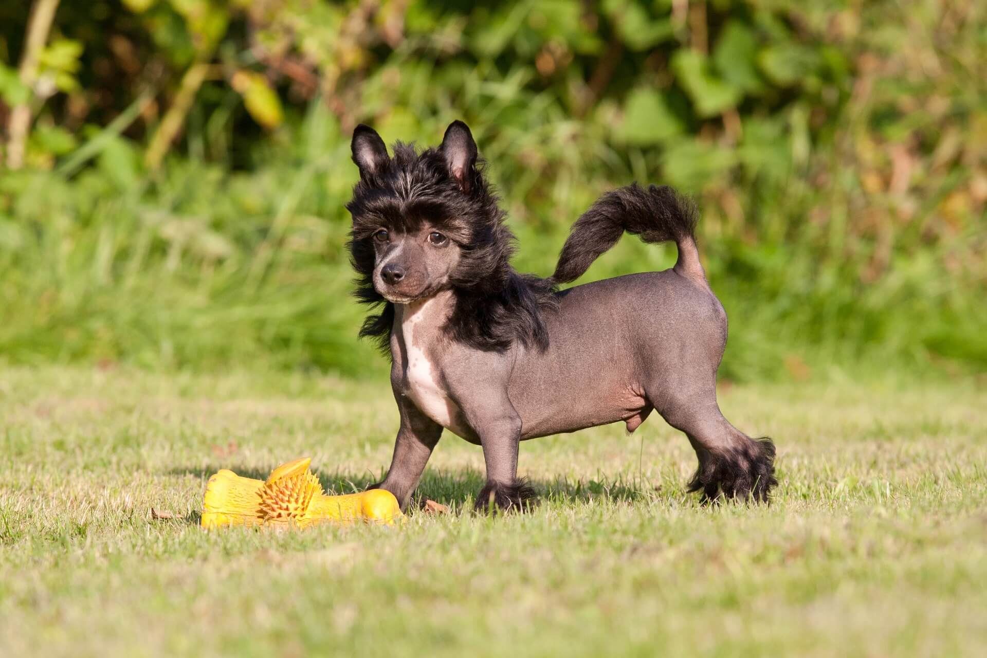Chinesischer Schopfhund Mein haustier de