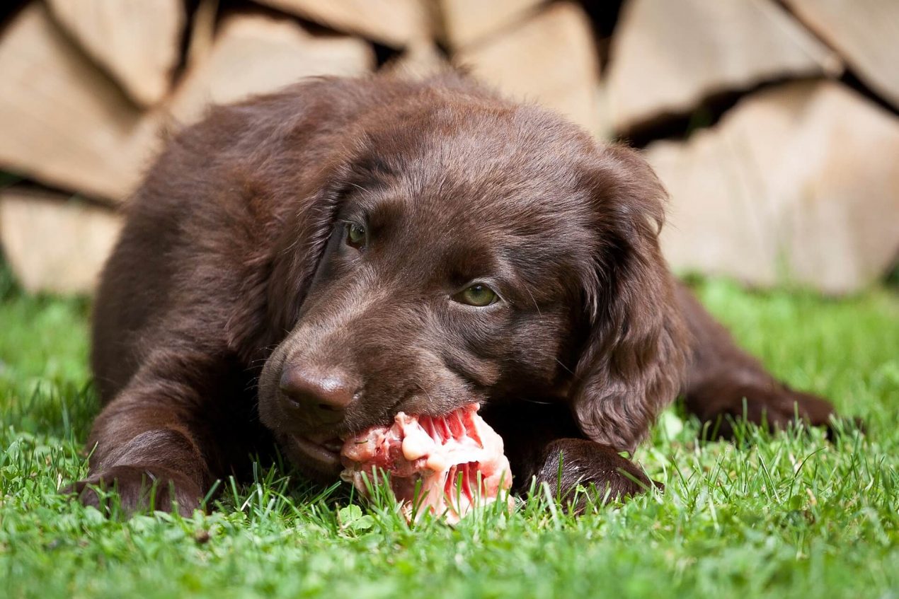 Hund Frisst Alles Vom Boden Abgewöhnen Hund frisst alles vom Boden: Tipps & Tricks für die Abgewöhnung
