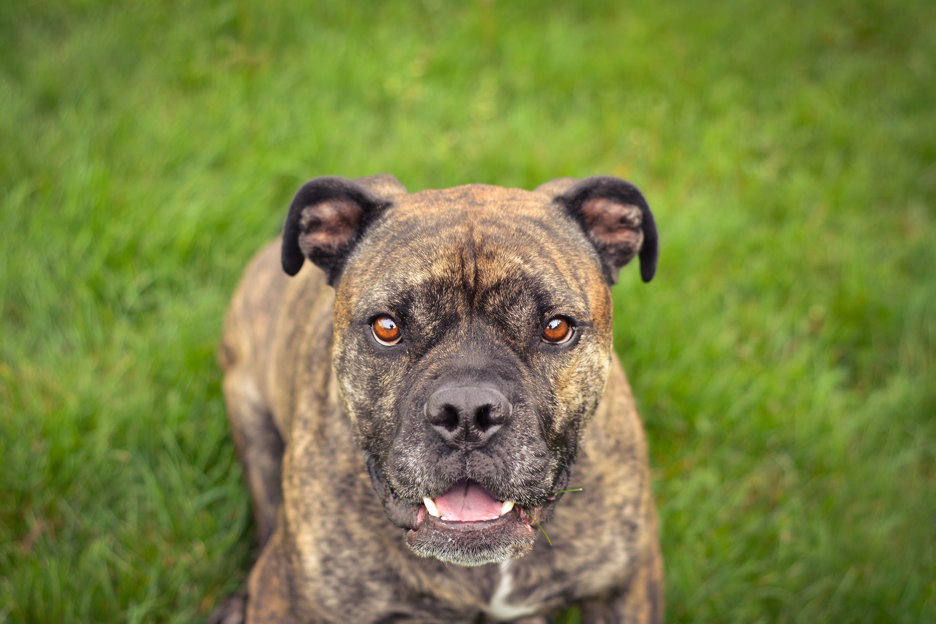 Old Englisch Bulldog Geschichte Wesen Haltung