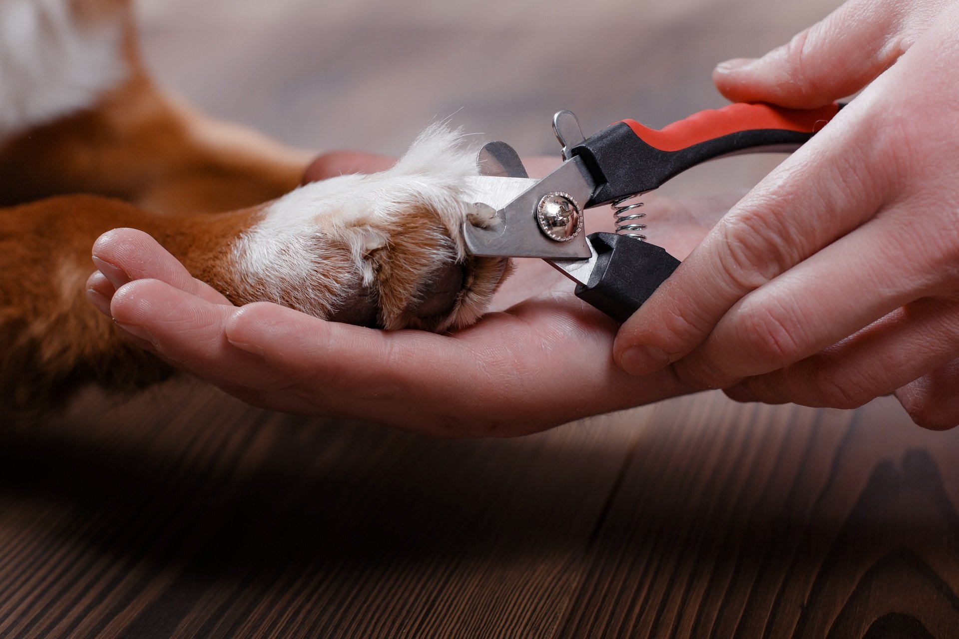 Krallen schneiden beim Hund Das müsst ihr beachten