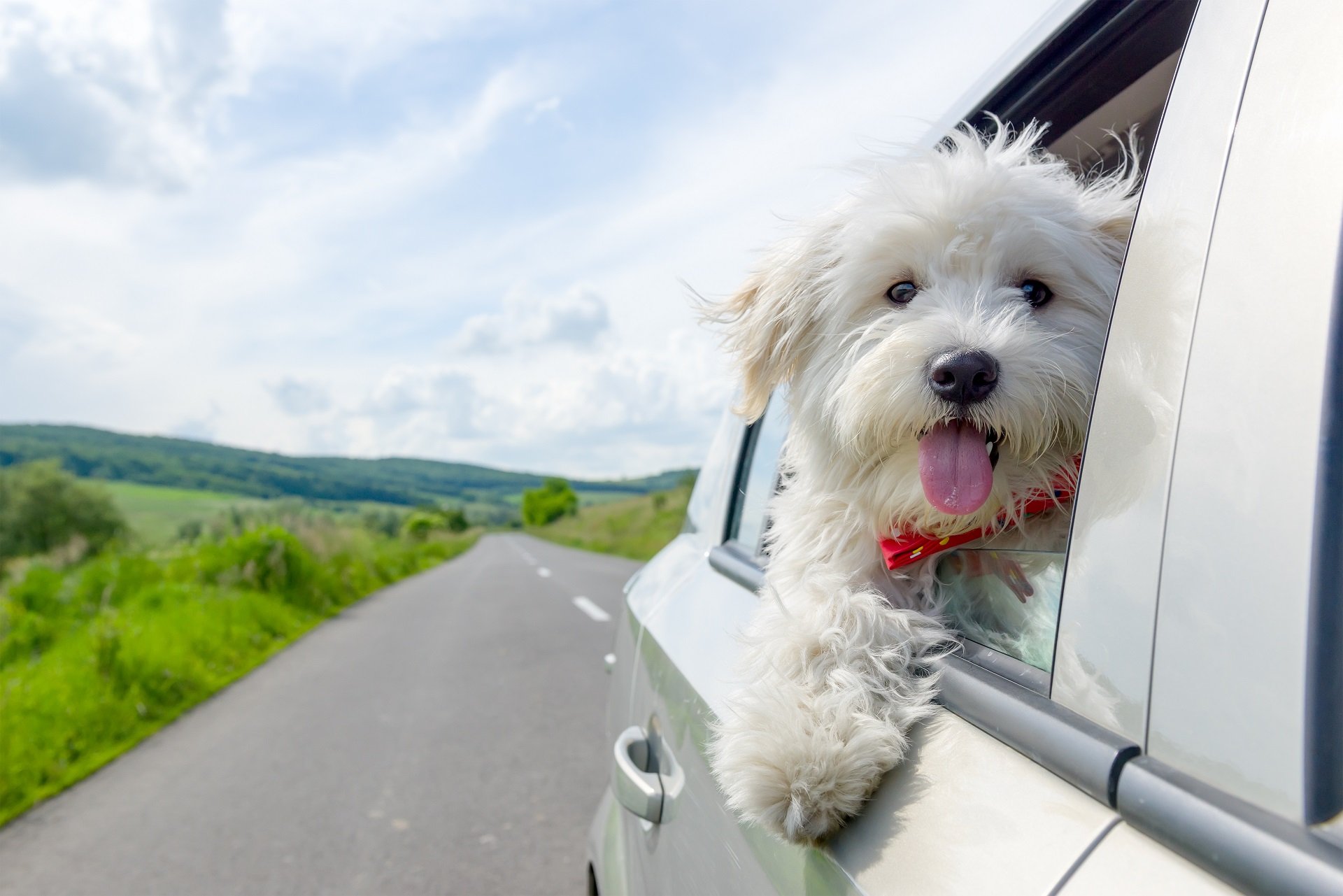 Bichon Frisé Steckbrief | Wesen und Haltung