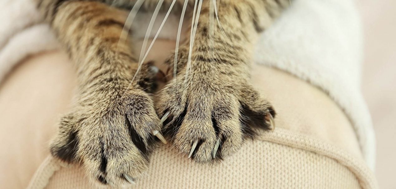 Krallen schneiden bei Katzen - Warum ihr vorsichtig sein solltet