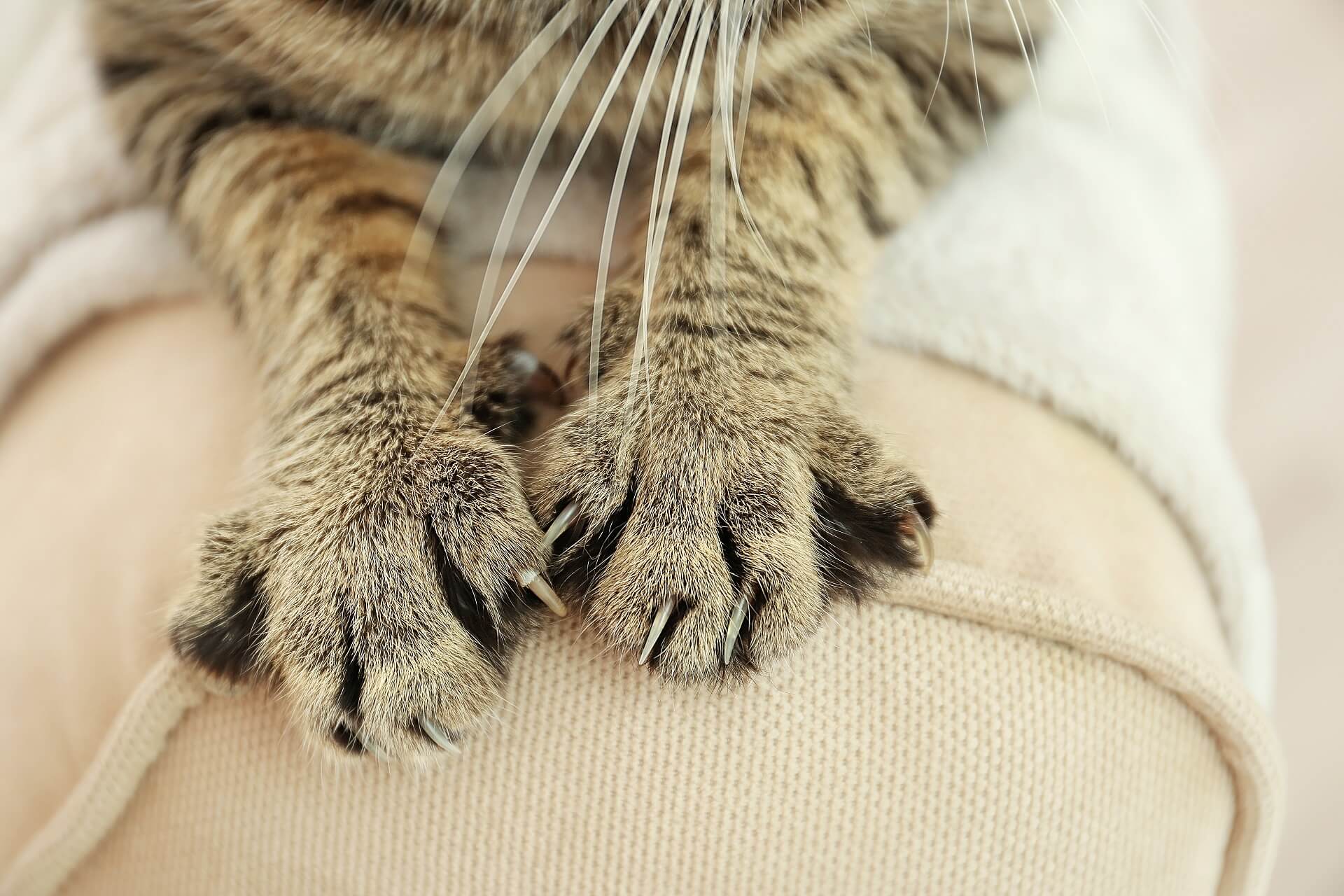 Krallen schneiden bei Katzen Warum ihr vorsichtig sein solltet