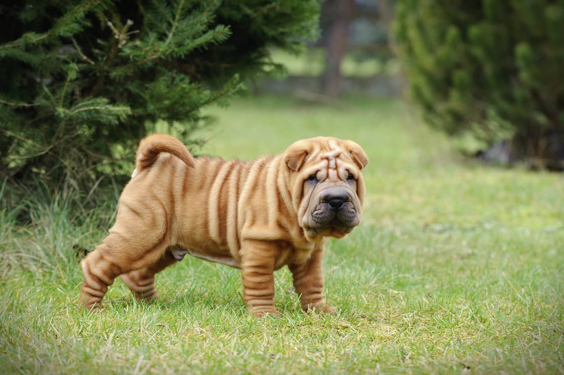 Shar Pei Steckbrief Geschichte, Wesen & Haltung