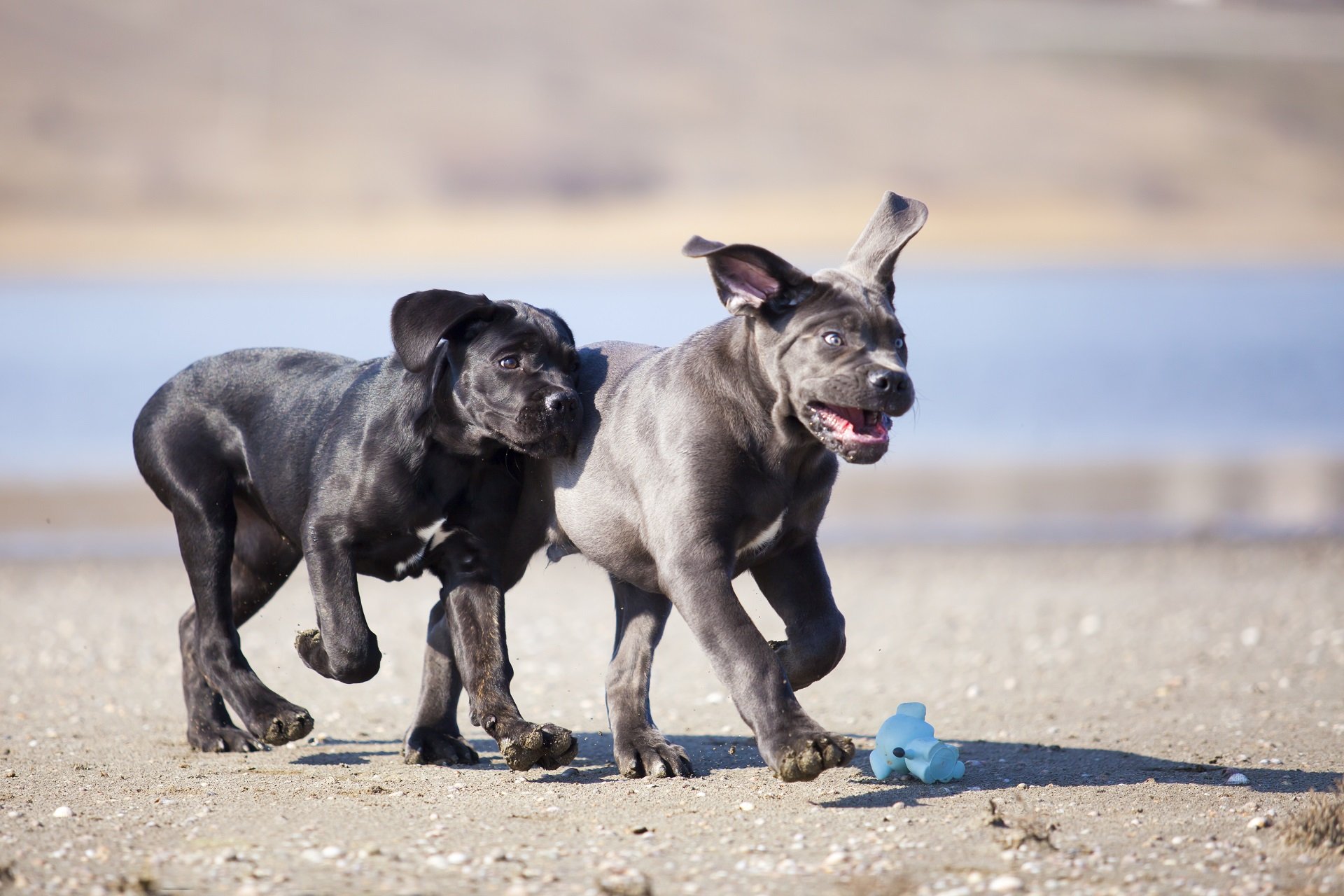 wie gross kann ein cane corso werden