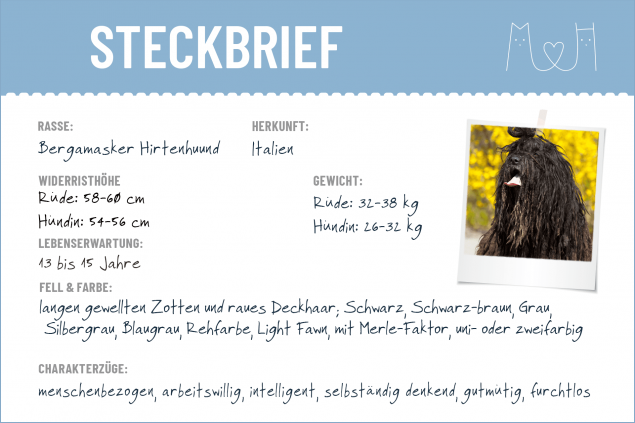 Bergamasker Hirtenhund