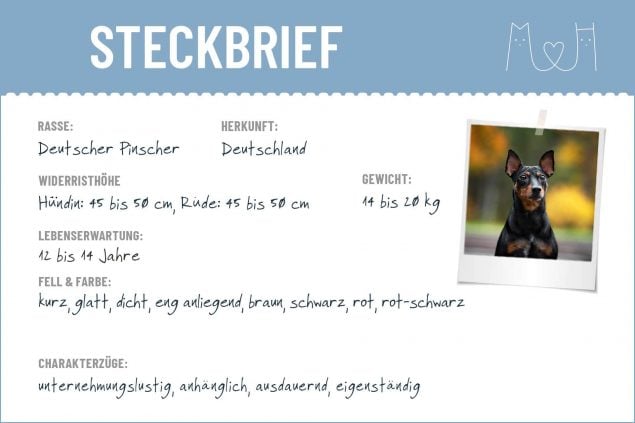 Deutscher Pinscher