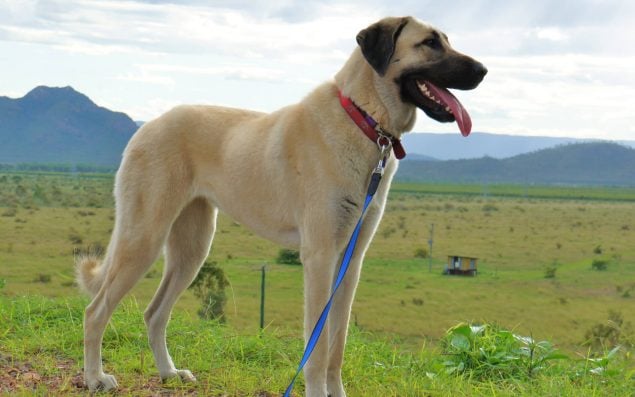 Kangal einer der größten Hunderassen