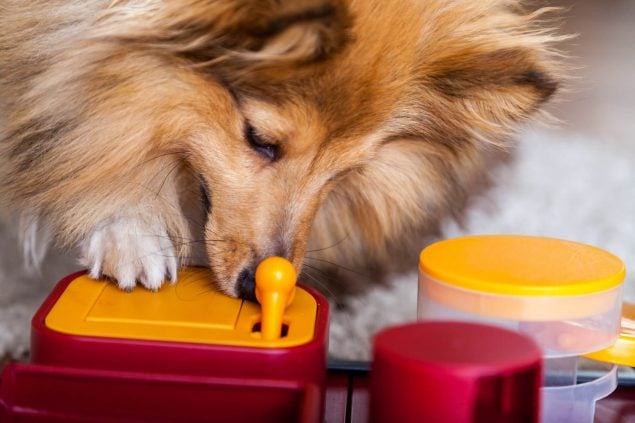 Hund hat Plastik gefressen