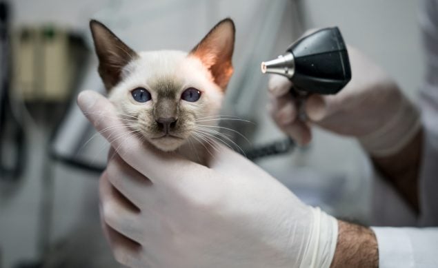 Ohrmilben bei Katzen