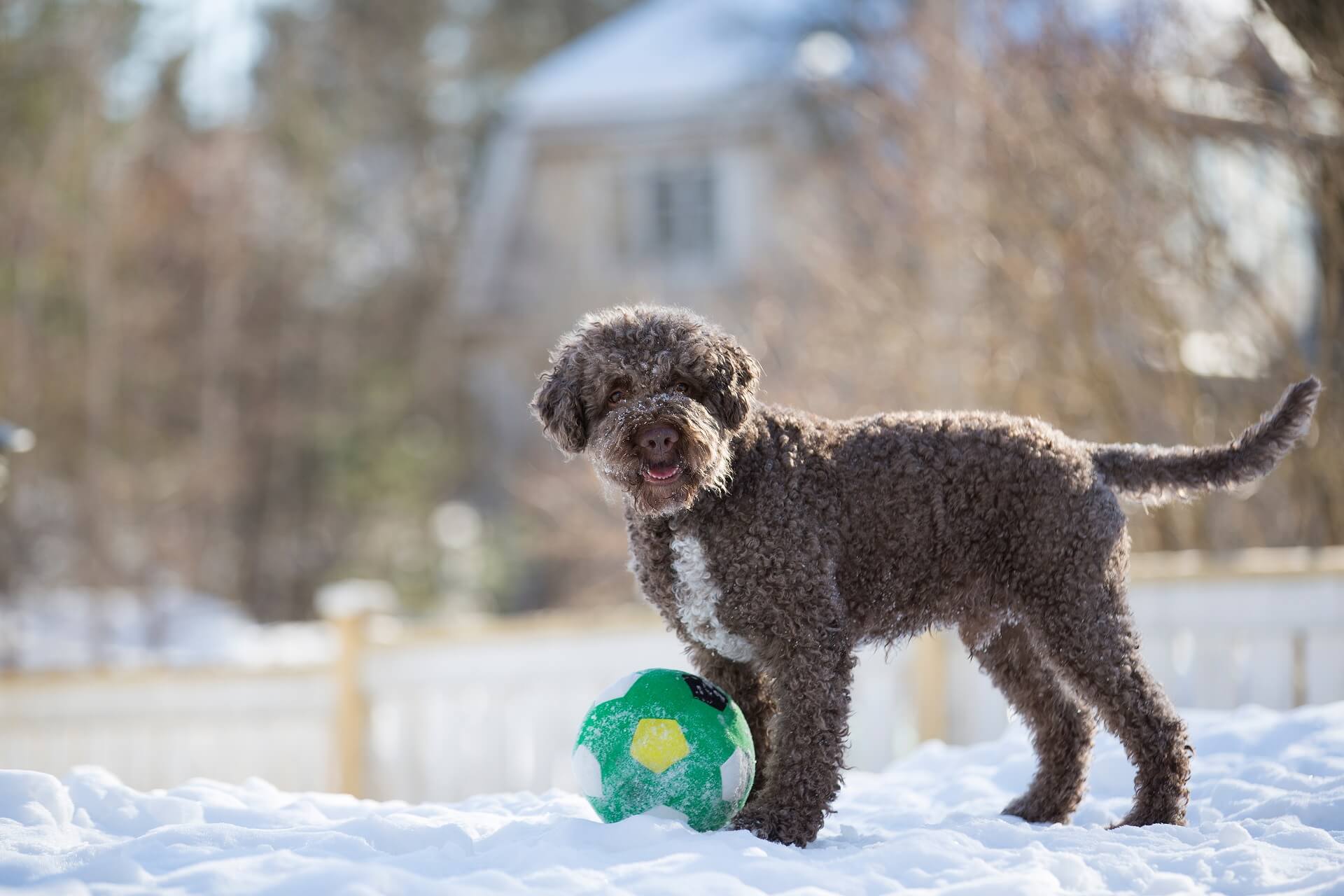 Lagotto Romagnolo Steckbrief | Charakter, Pflege Haltung