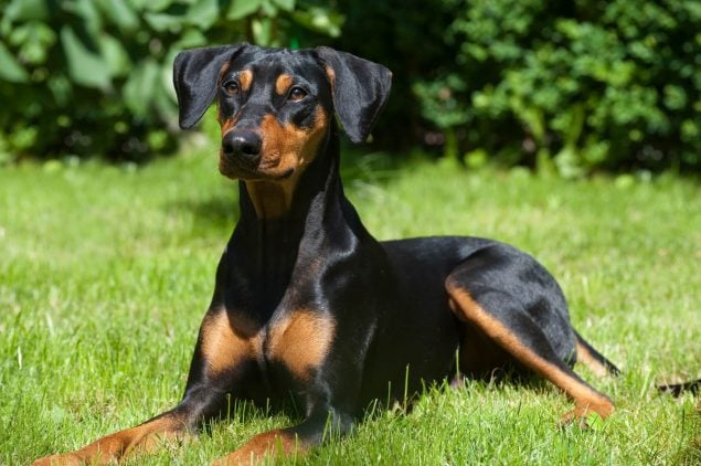 Deutscher Pinscher