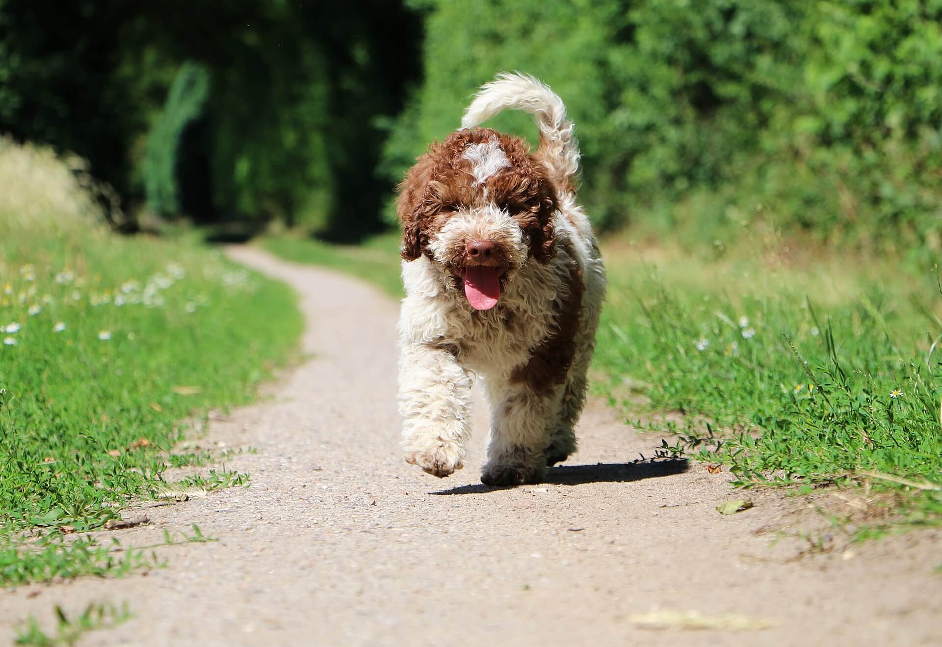 Lagotto Romagnolo Steckbrief | Charakter, Pflege Haltung