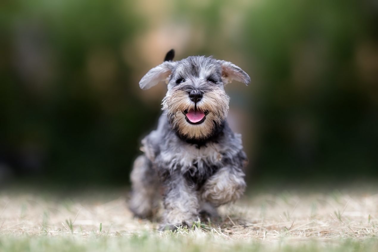 Zwergschnauzer Steckbrief | Geschichte, Charakter & Haltung