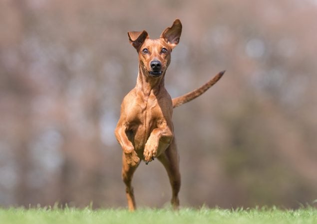 Deutscher Pinscher