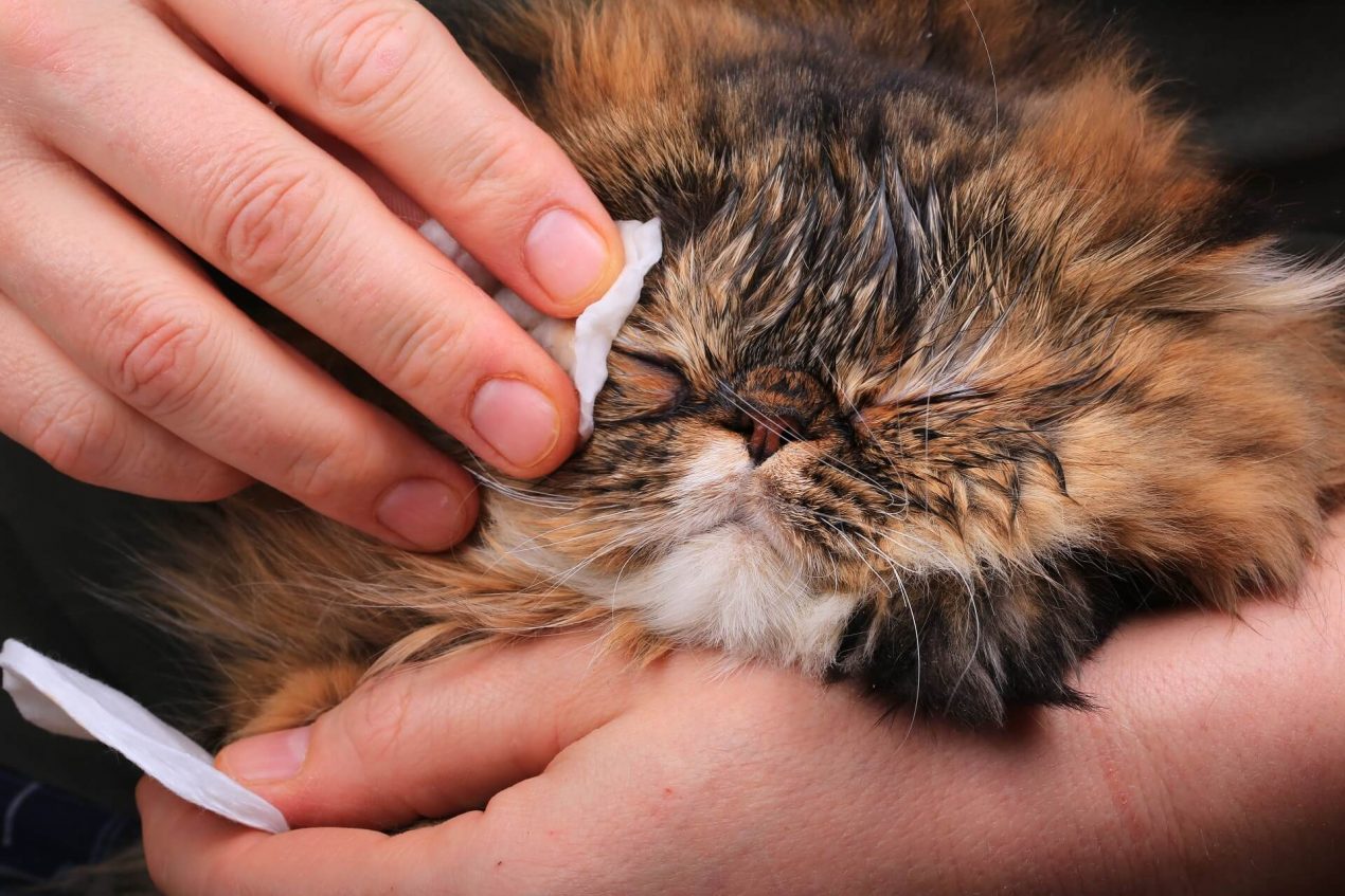 Können Katzen weinen? Das bedeuten Tränen bei Katzen