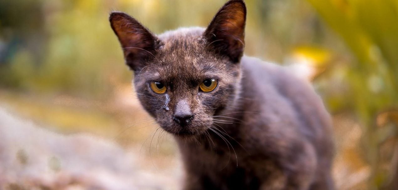 Wie erkennt man das eine Katze weint?