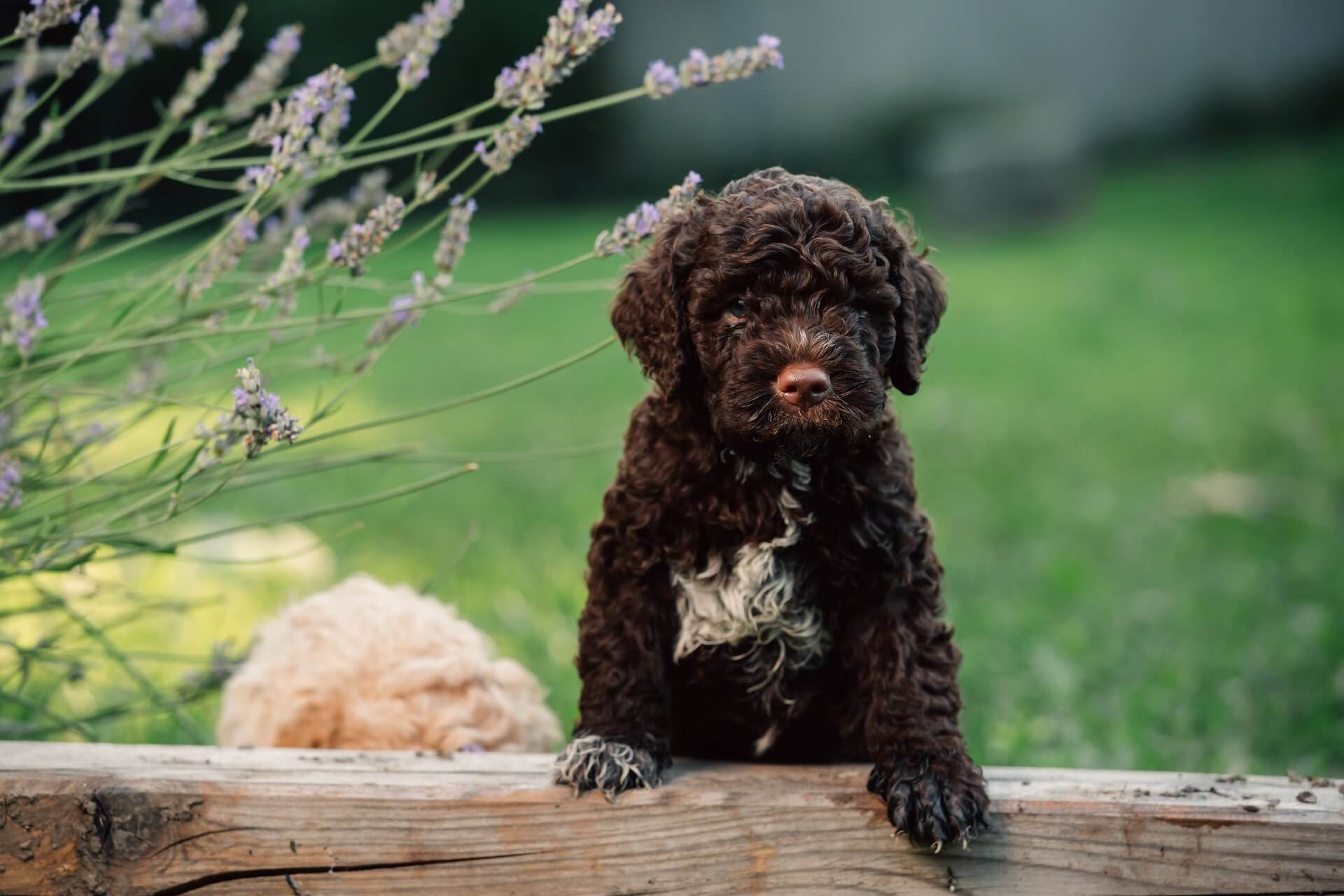 Lagotto Romagnolo Steckbrief | Charakter, Pflege Haltung