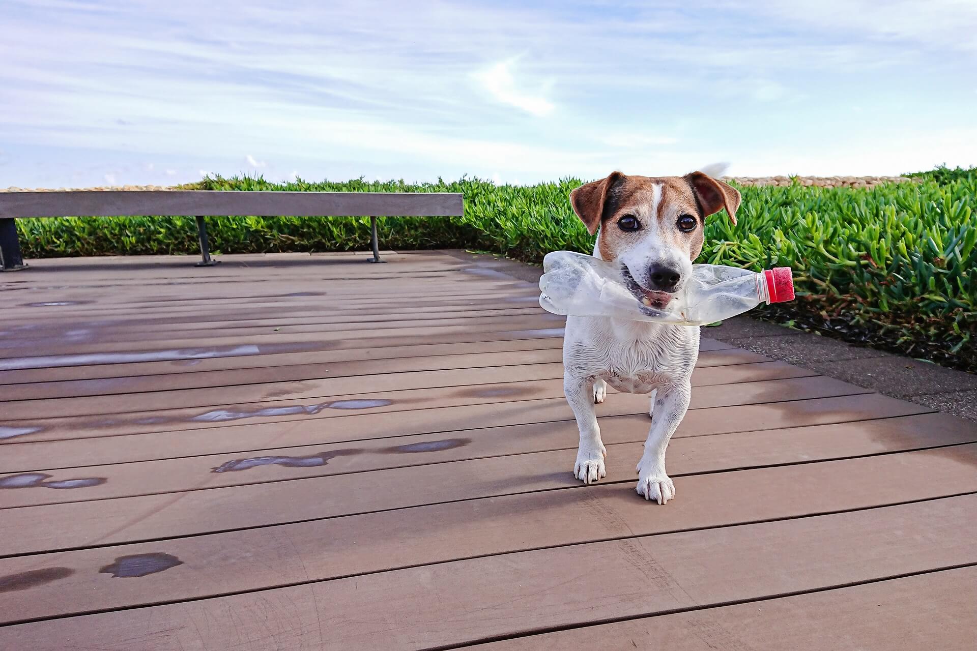 Euer Hund hat Plastik gefressen Das solltet ihr nun am besten tun!