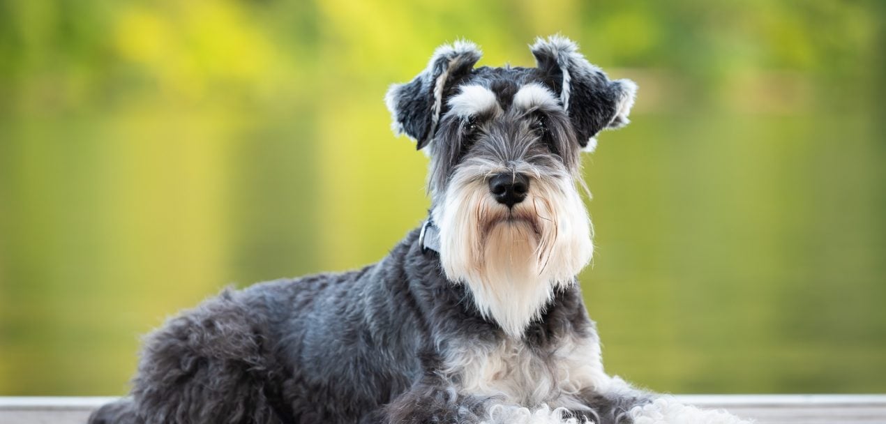 Zwergschnauzer Steckbrief Geschichte, Charakter & Haltung