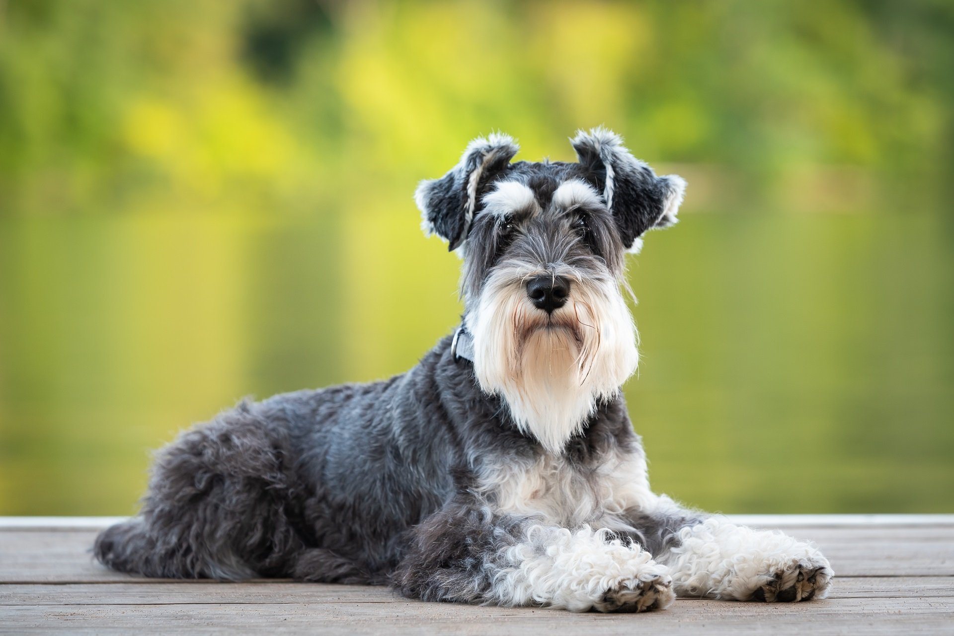 Zwergschnauzer Steckbrief Geschichte, Charakter & Haltung