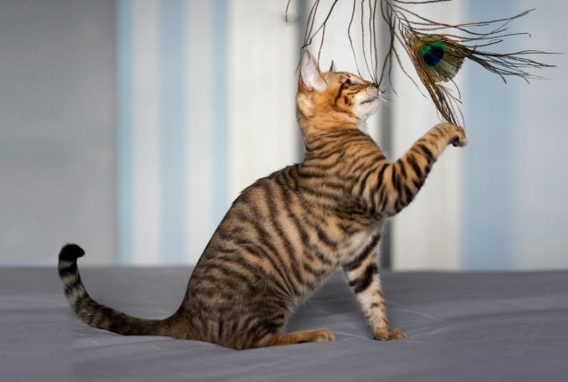 Toyger Katze