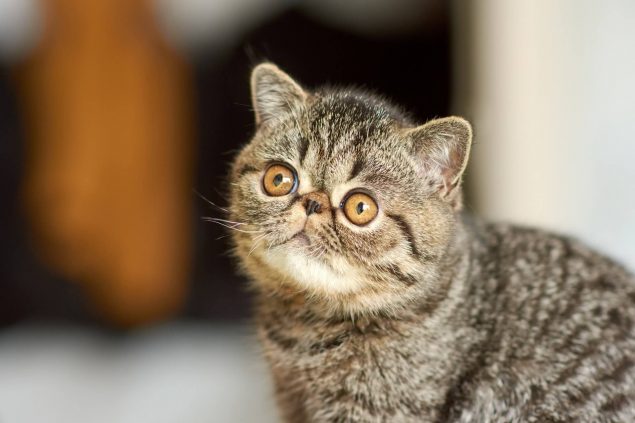 Exotic Shorthair