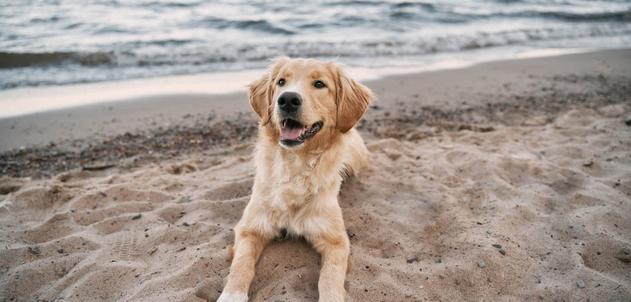 Wann Dürfen Hunde An Den Strand Ostsee Hundestrände an der Ostsee für einen Urlaub mit Hund