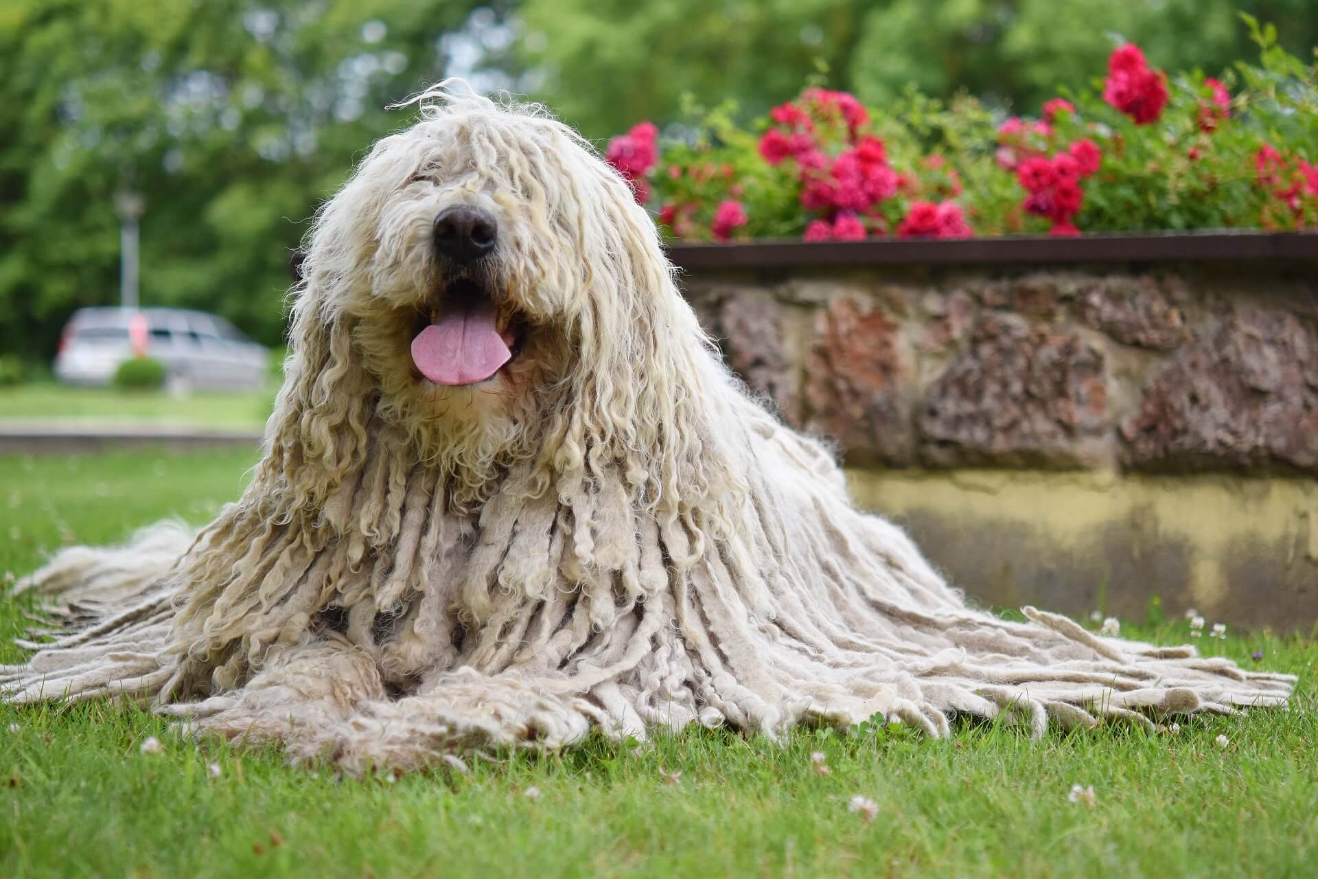 Komondor Steckbrief Charakter, Pflege & Haltung