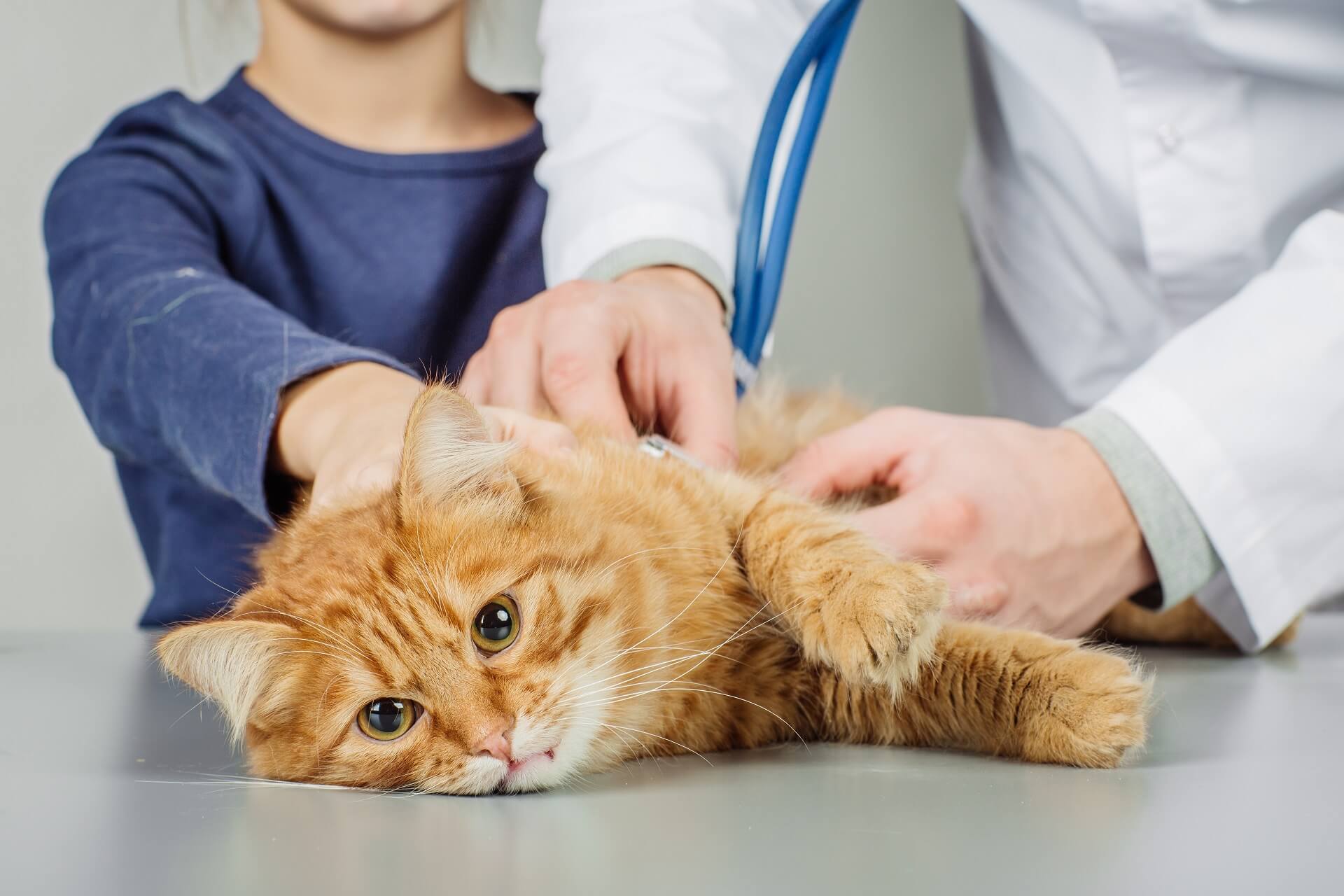 FIV Der große Ratgeber zum Thema Aids bei Katzen