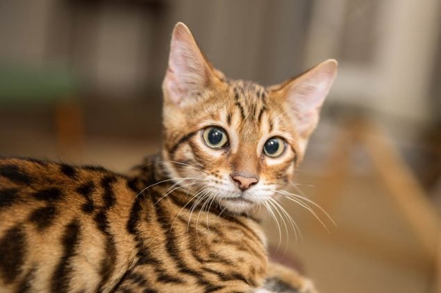 Toyger Katze