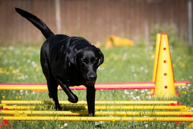 Muskelaufbau beim Hund