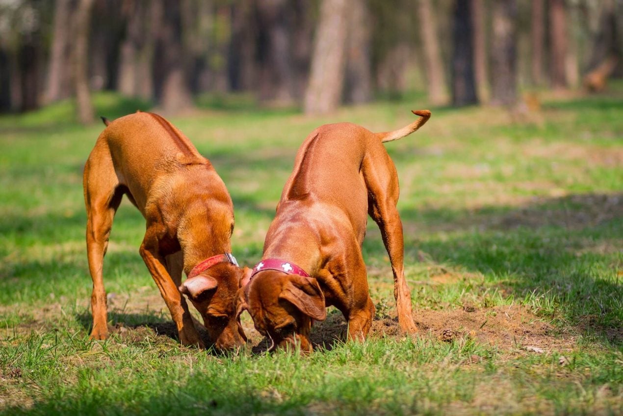 Hund Buddelt Im Garten