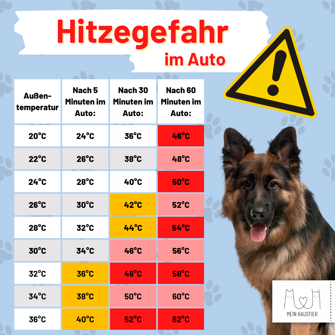 Hund im Auto lassen: Was Sie beachten sollten