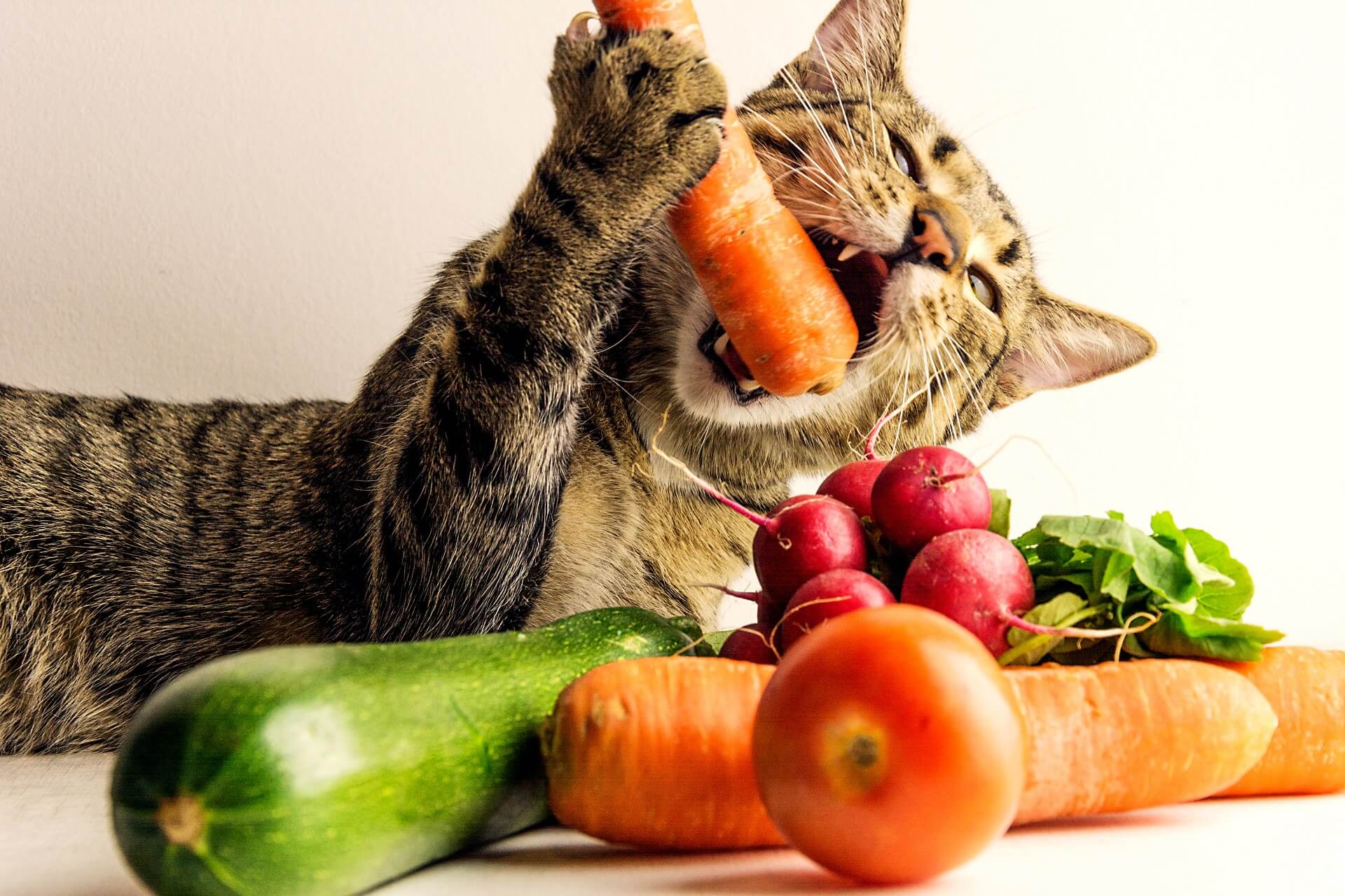 Бывает и голодный. Кот вегетарианец. Еда для кошек. Кошка и овощи. Коты и еда.